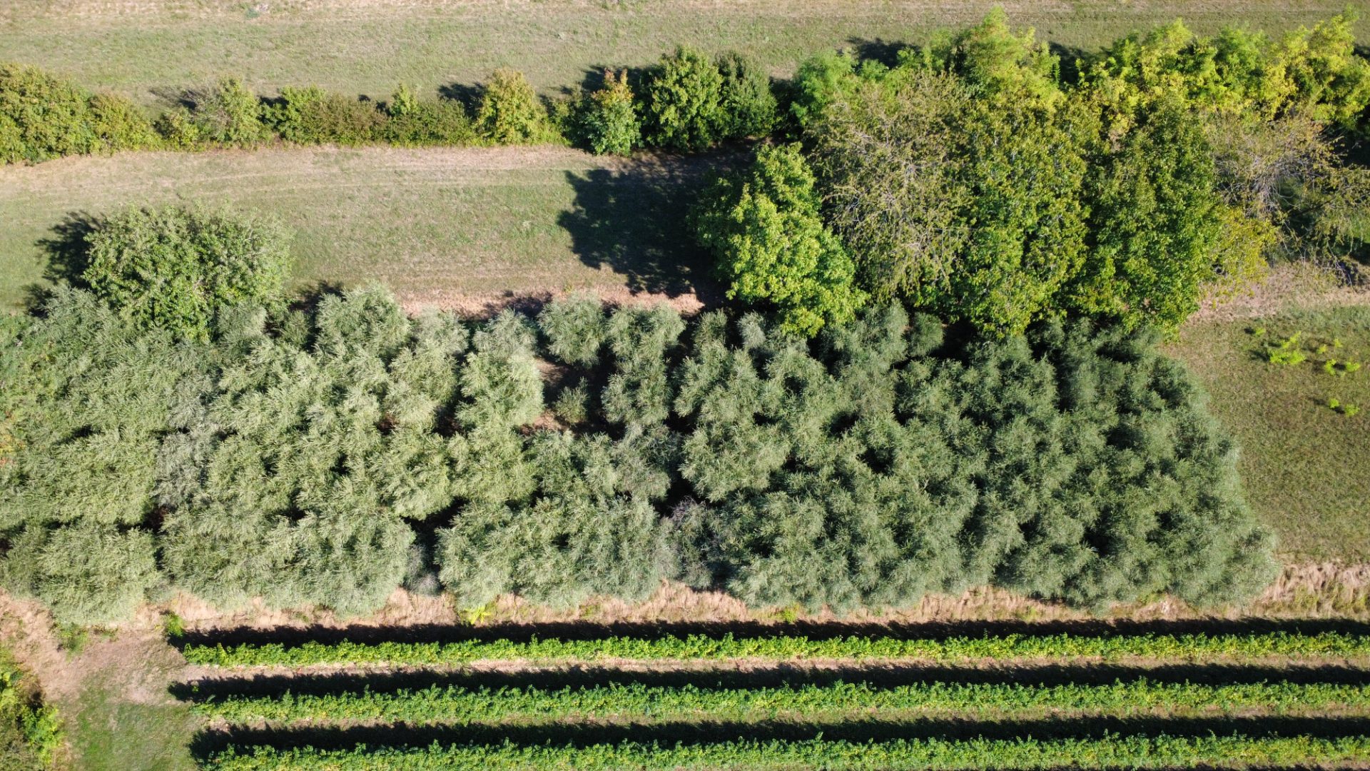 Uliveto di 1770 mq - terreno agricolo - Borso del Grappa (foto 2)