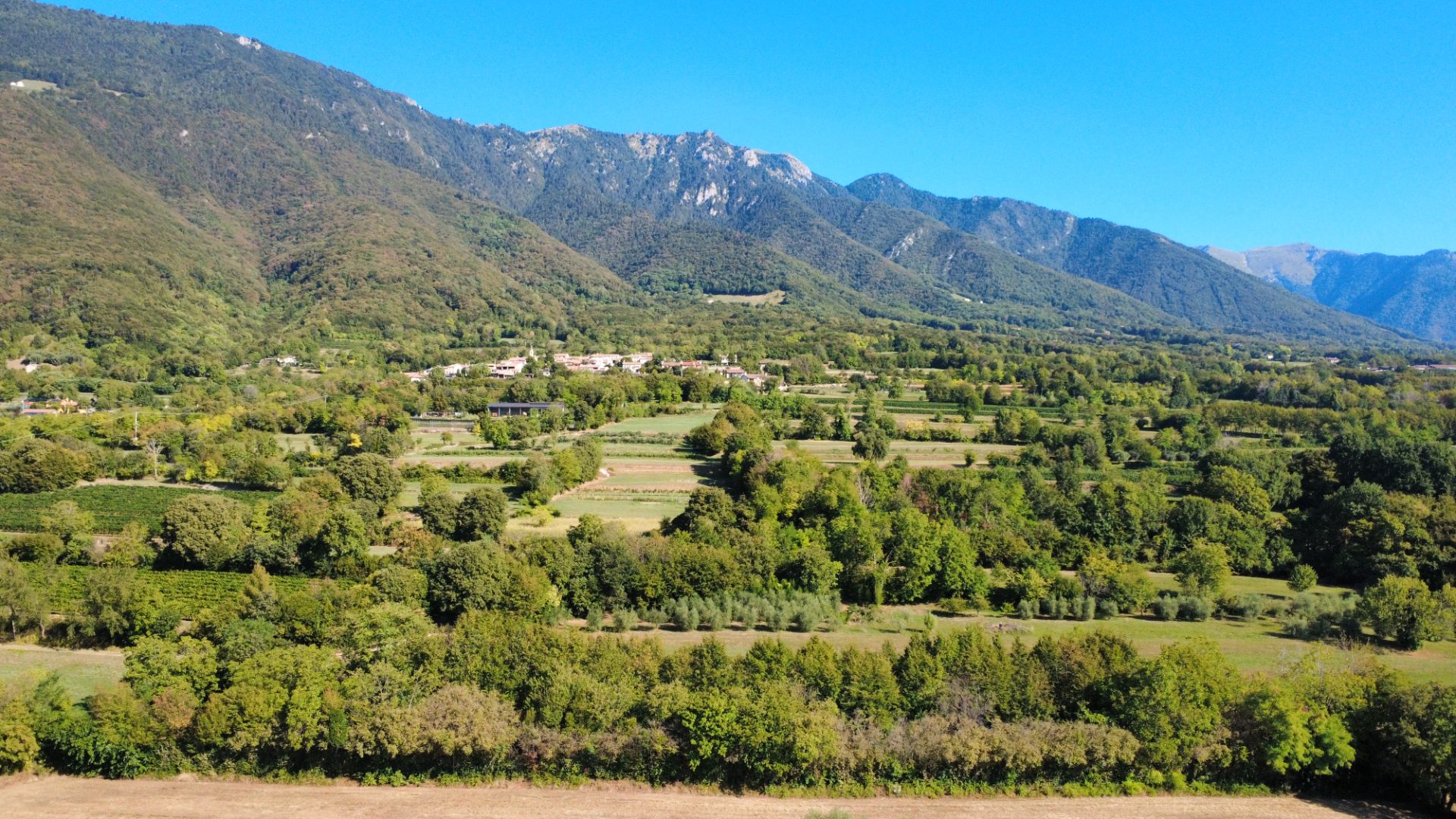 Uliveto di 1770 mq - terreno agricolo - Borso del Grappa (foto 6)