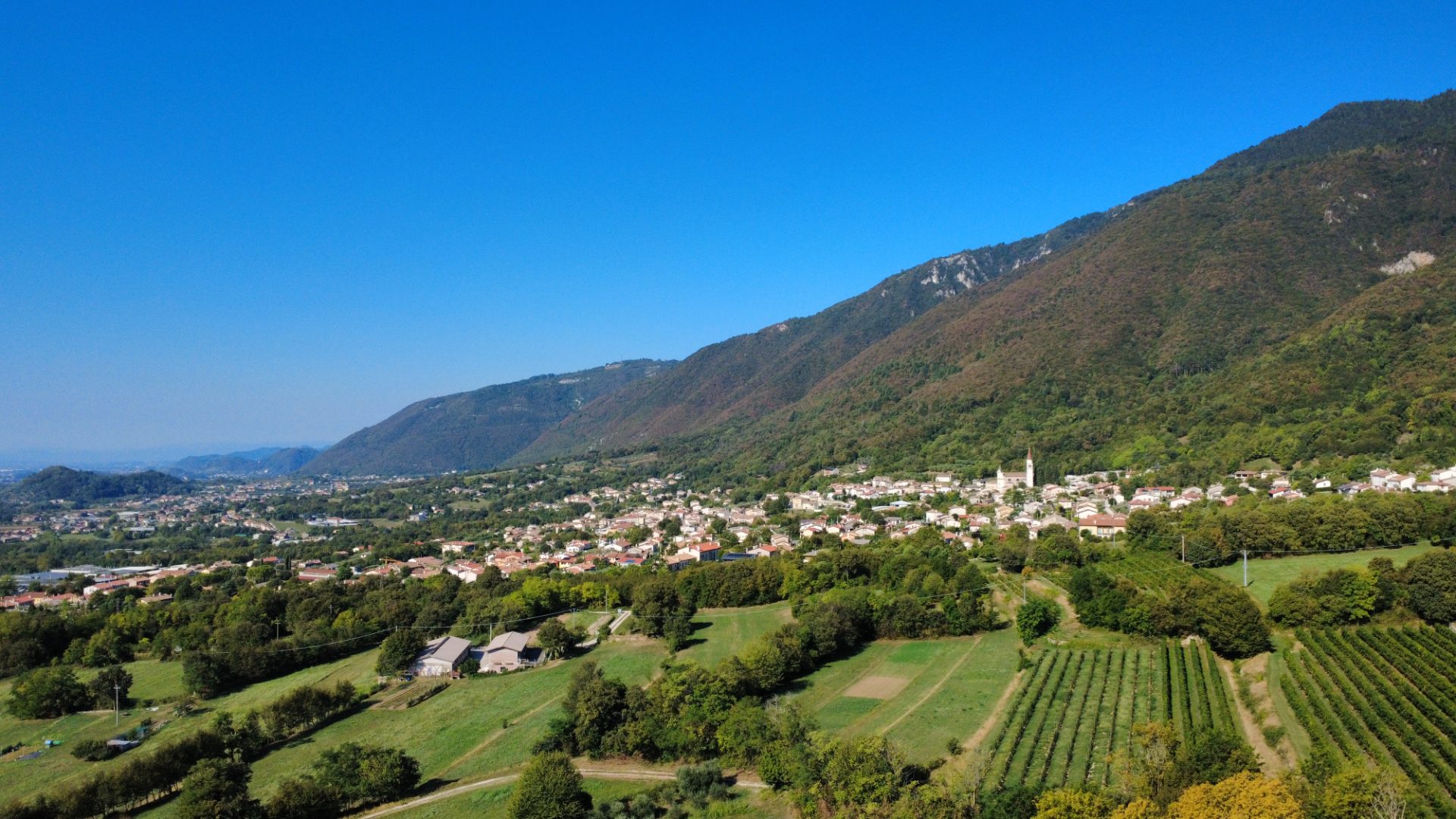 Uliveto di 1770 mq - terreno agricolo - Borso del Grappa