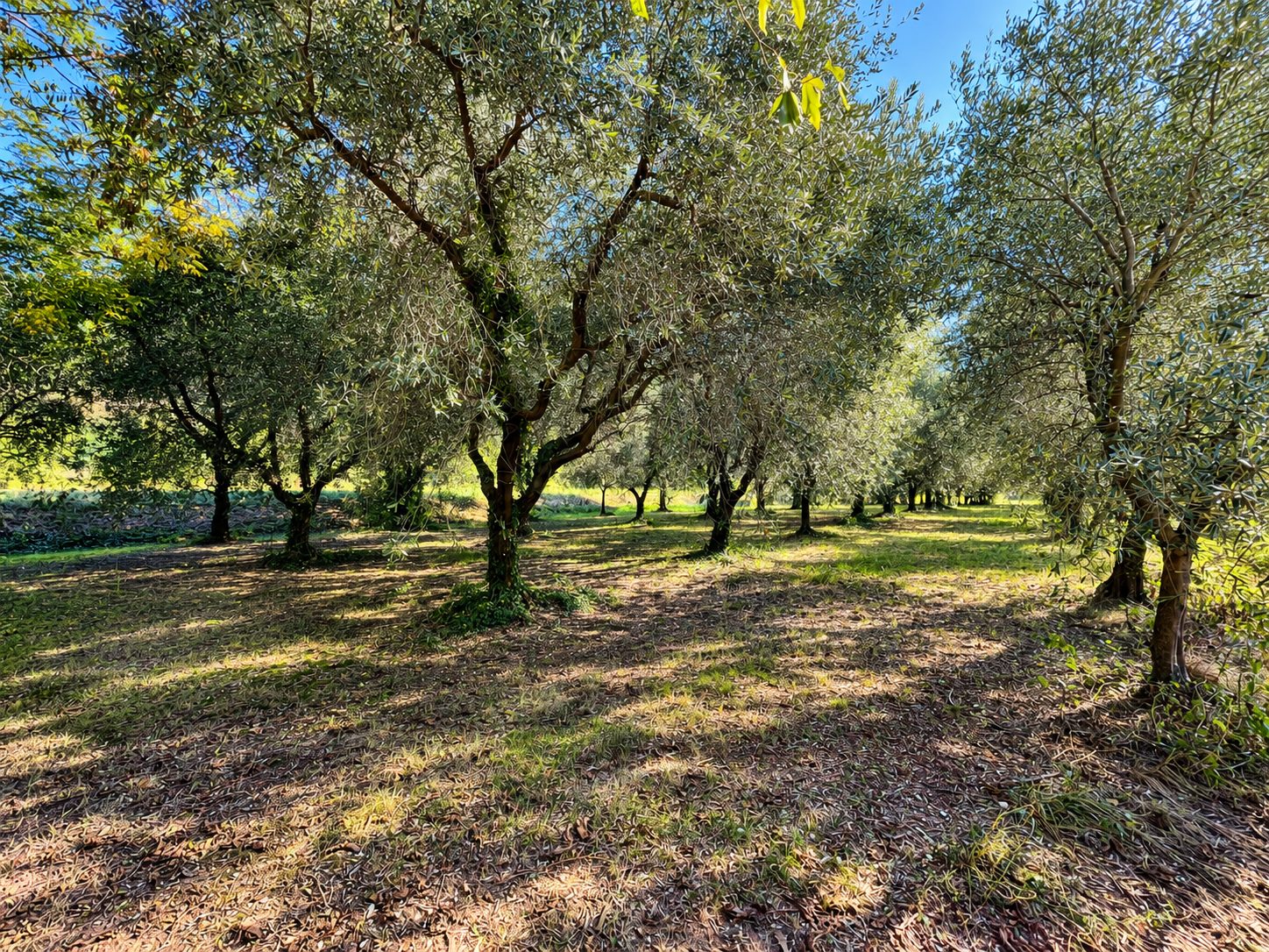 Uliveto di 1770 mq - terreno agricolo - Borso del Grappa (foto 4)