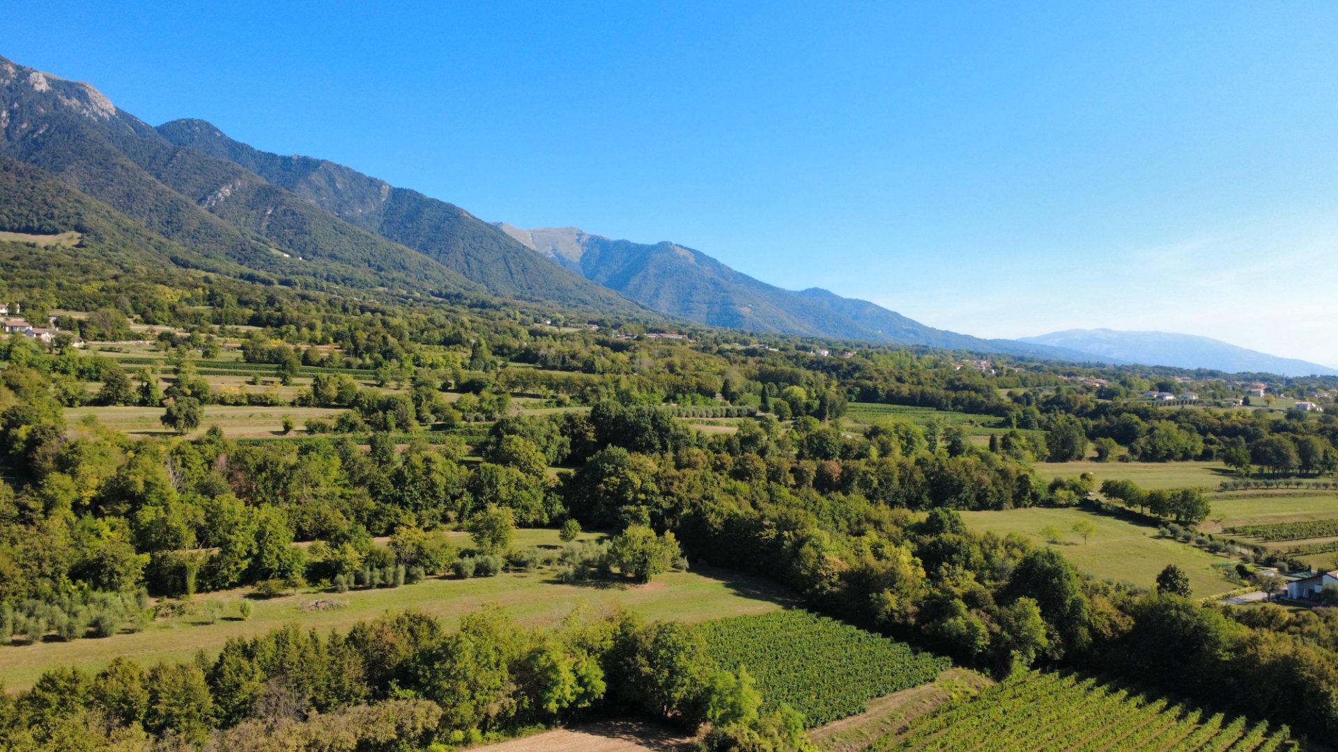 Uliveto di 1770 mq - terreno agricolo - Borso del Grappa (foto 7)