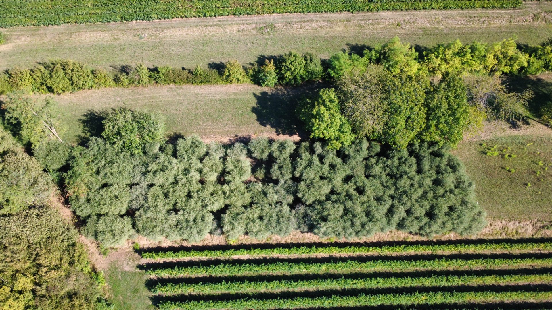 Uliveto di 1770 mq - terreno agricolo - Borso del Grappa (foto 3)